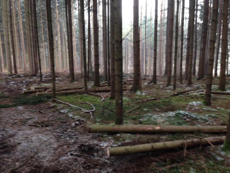 291115_Schwachholz (4).JPG