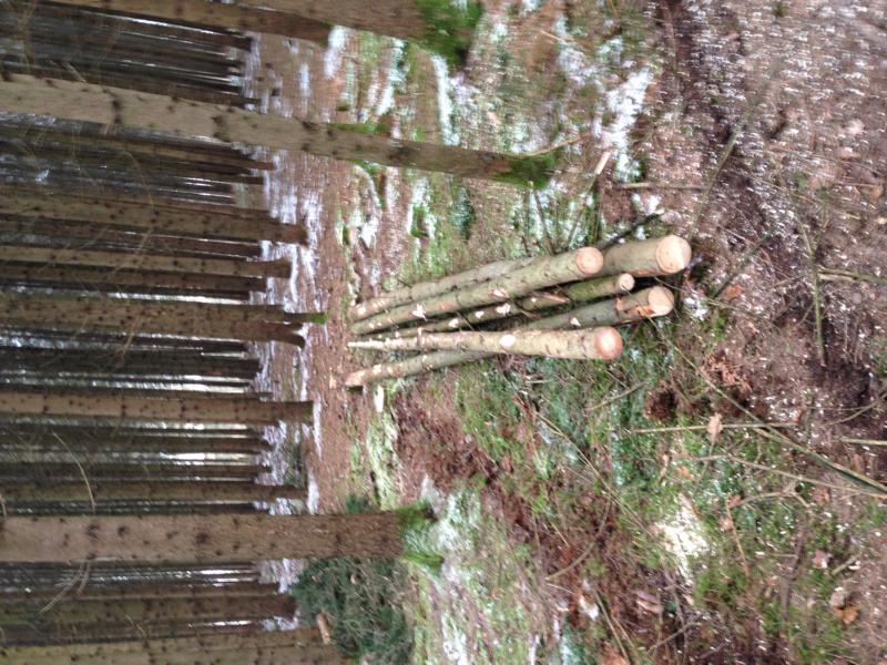 291115_Schwachholz (5).JPG