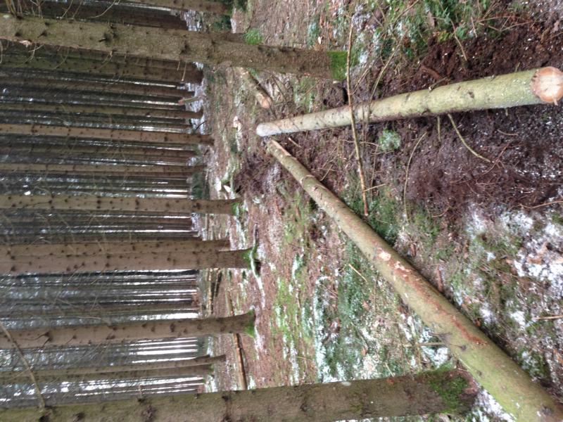 291115_Schwachholz (6).JPG