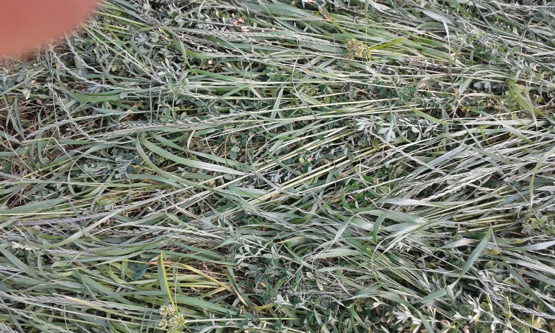 20151103_100015 (800x480).jpg