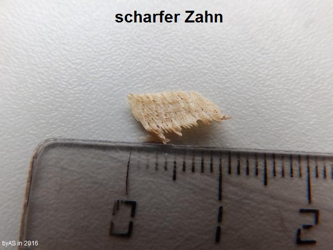 P1034138_20_scharfer_Zahn.JPG