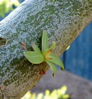 Zapfenrose klein.jpg