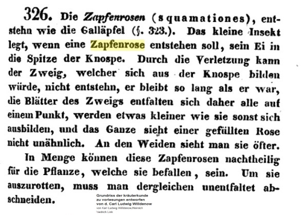 zitat zapfenrose.jpg