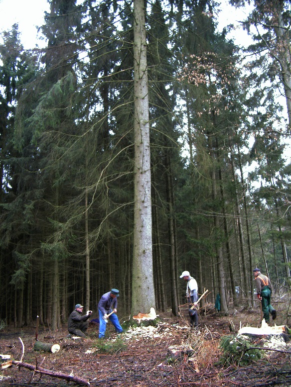 baum 008k.jpg