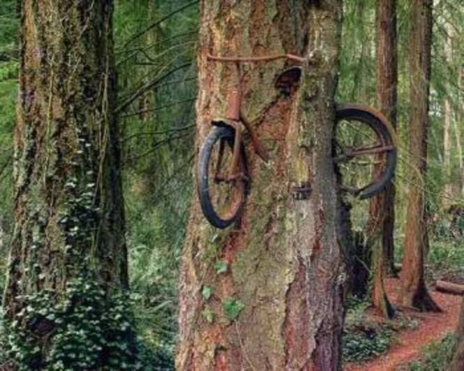 Fahrrad im Baum.jpg