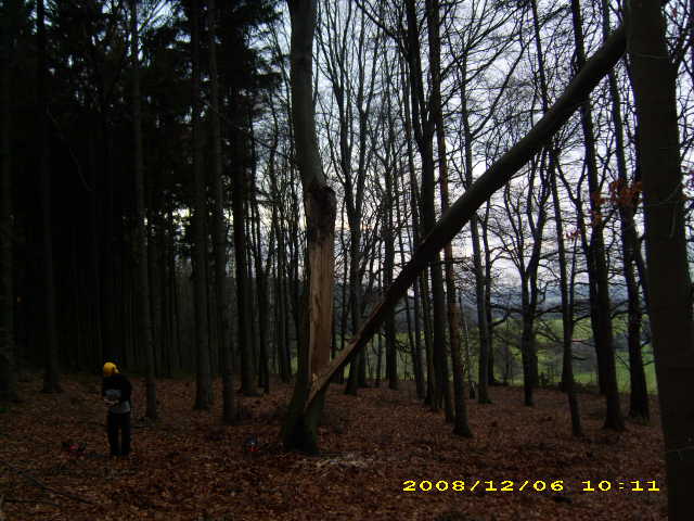 wald u. Forst 035.jpg
