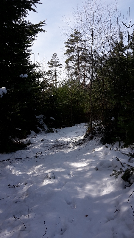 k-Waldweg freischneiden.jpg