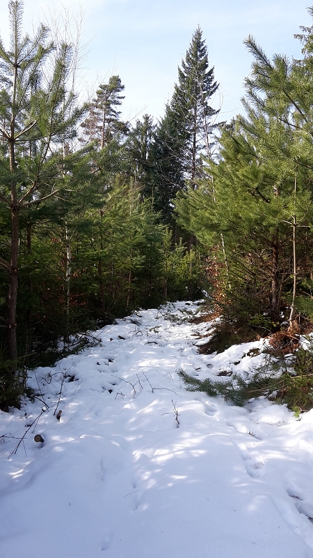 k-Waldweg freischneiden 2.jpg