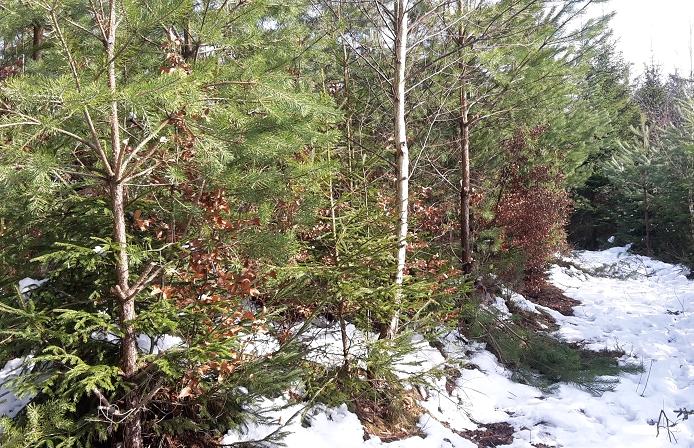 k-Buchen freistellen.jpg