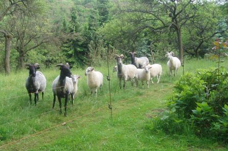 Bilder Schafe 001a.jpg