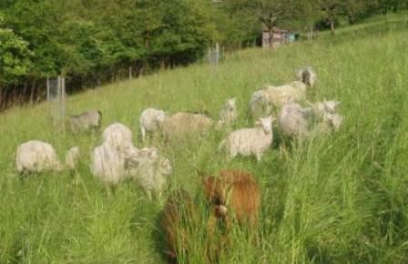 Bilder Schafe 014.jpg