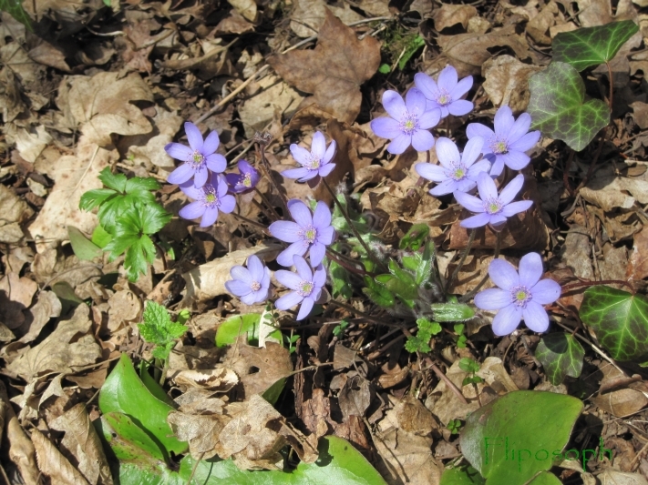 Hepatica nobilis.JPG