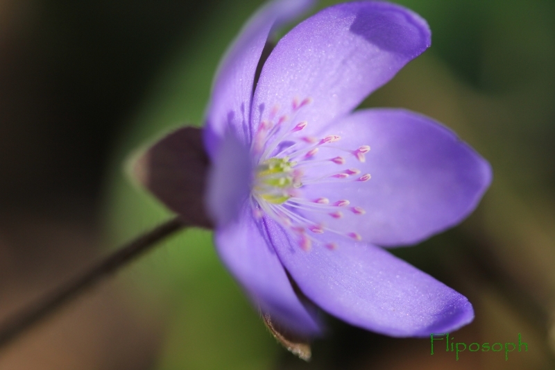 Hepatica nobilis 1.JPG