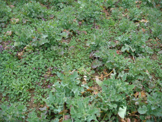 Null-Input-Raps mit Klee als Untersaat.JPG