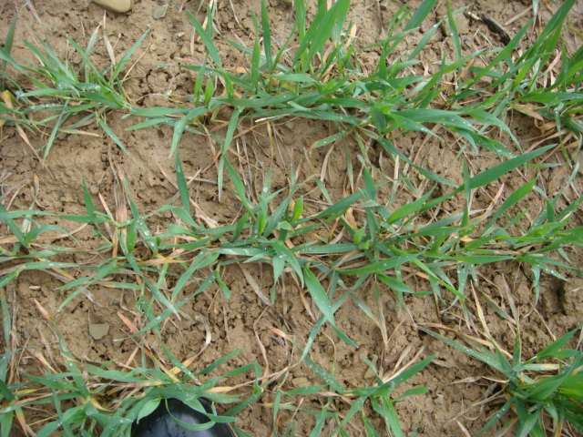 Elixer Nahaufnahme.JPG