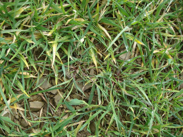 AFS in  Wintergerste Anfang April.JPG