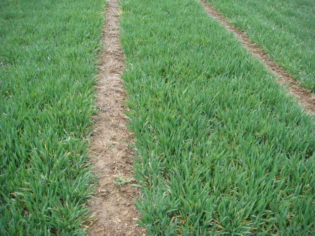 Wintergerste Highlight 1.4.2016.JPG