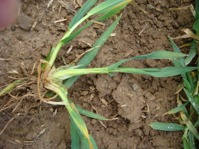 Highlight 1.4.2016.JPG