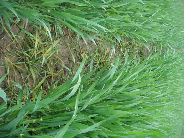 AFS in Wintergerste nach 1,2L Axial  im Stadium 29 31 (3).JPG