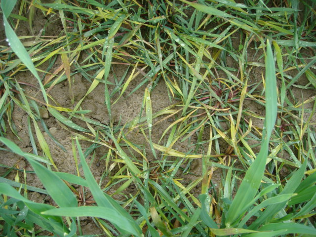 AFS in Wintergerste nach 1,2L Axial  im Stadium 29 31 (2).JPG