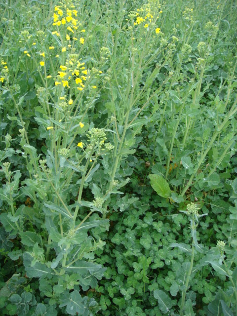 Null-Input-Raps mit Kleeuntersaat Mitte April  (2).JPG