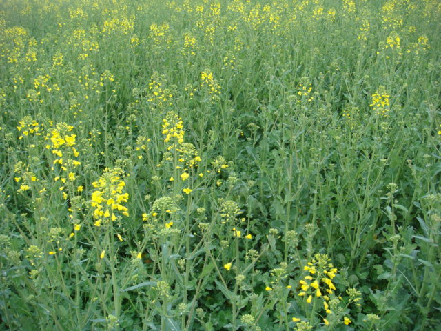 Null-Input-Raps mit Kleeuntersaat Mitte April  (4).JPG