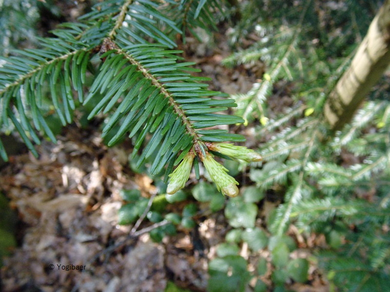 Pseudotsuga m. 24.4.2016 Knospe.jpg