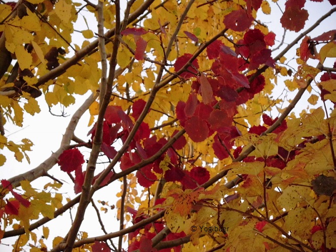 Populus tremula, rote Färbung.jpg