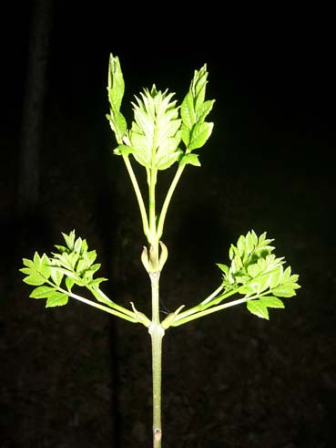 Eschenaustrieb 2016.jpg