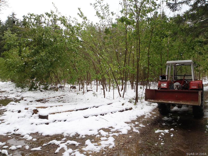 Schneefall_P4280645_50.JPG