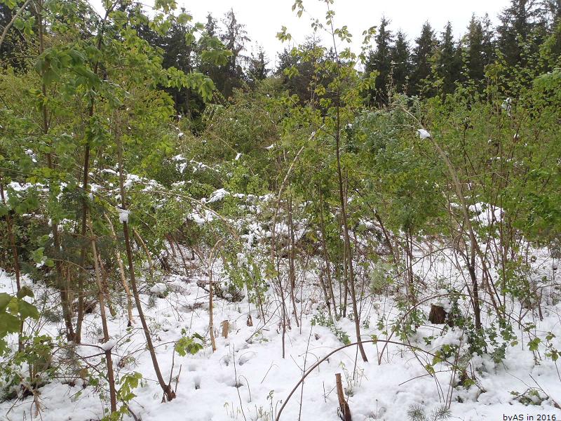 Schneefall_P4280646_50.JPG