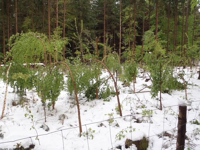 Schneefall_P4280650_50.JPG