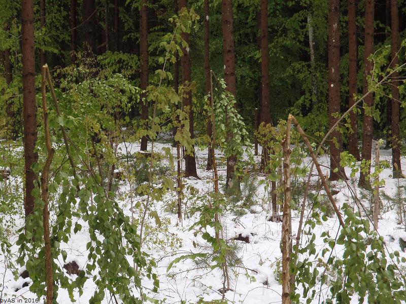 Schneefall_P4280653_50.JPG