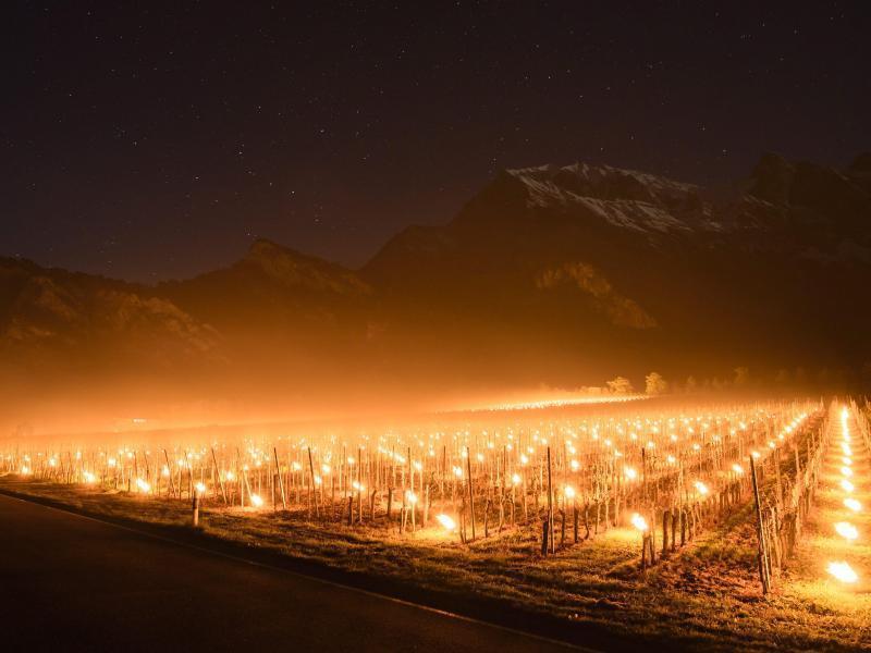 1488855_1_gallerydetail_weinheizungim-schweizer-kanton-grisons-haben-winzer-anti-frost-kerzen-aufgestellt-um-ihre-rebstoecke-vor-der-ungewoehnlichen-kaelte-zu-schuetzen-fotog.jpg
