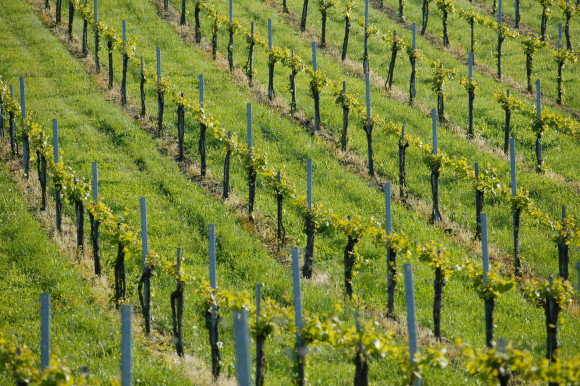 weingartenfruehling28-580x386.jpg