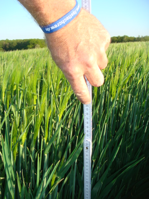 SU Ellen Wintergerste 8.5.16.JPG