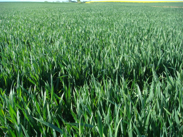 Winterweizen Elixer Anfang Mai 2016.JPG