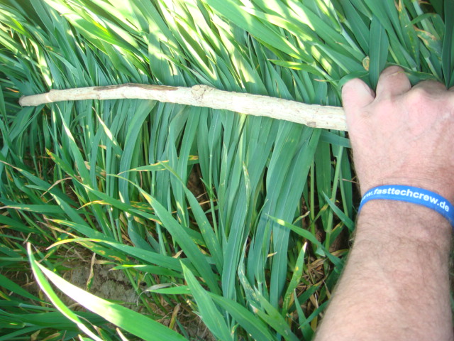 Winterweizen Elixer 8.5.16.JPG