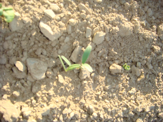 Blühwiese Keimlinge 1.JPG