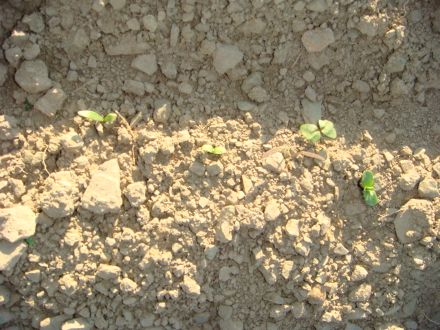 Blühwiese Keimlinge 2.JPG