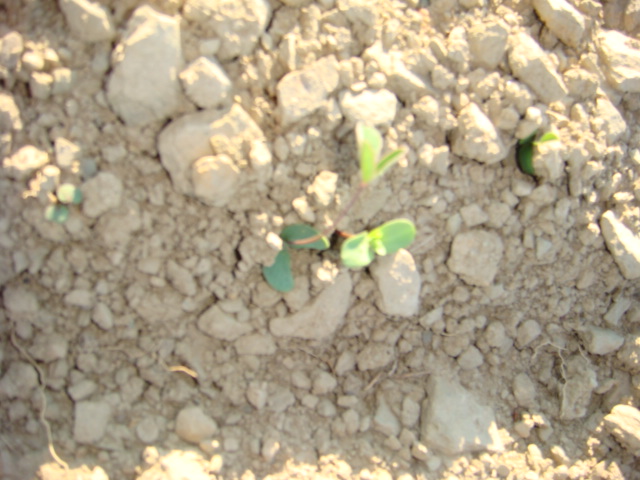 Blühwiese Keimlinge 3.JPG