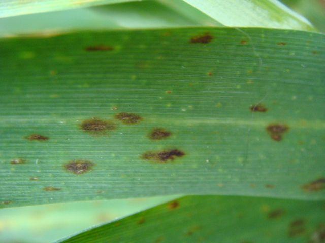 SU Ellen Schwarze Punkte.JPG