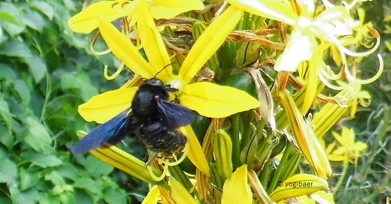 Violette Holzbiene, Xylocopa violacea.jpg