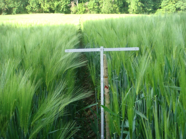 Wintergerste Highlight 1,2m .JPG