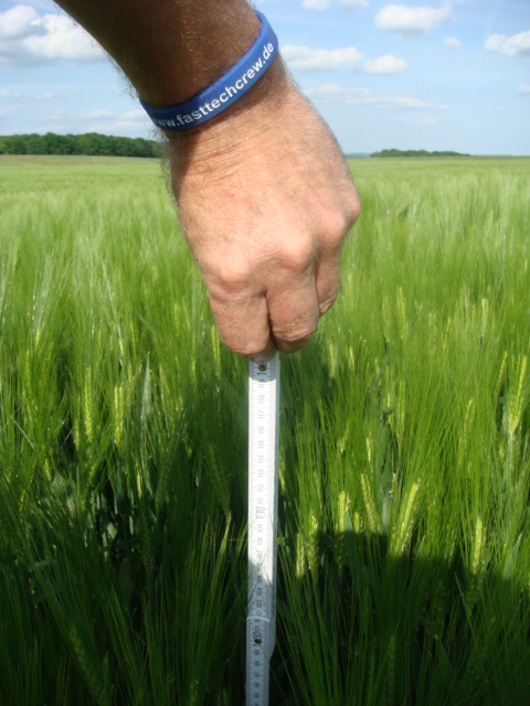 Wintergerste Highlight Bestandshöhe 1.6.2016.JPG