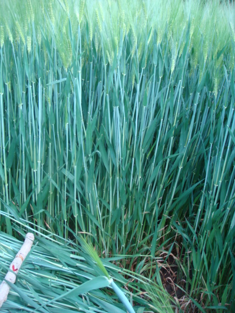 Wintergerste Highlight Sauberer Bestand ohne AFS nach Axialbehandlung.JPG