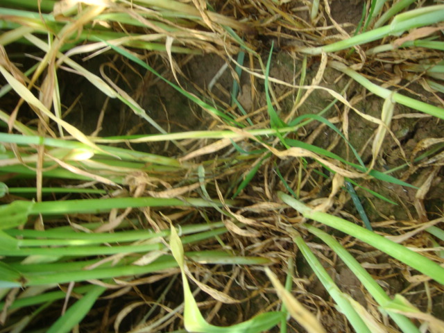 Wintergerste Highlight nach Axialbehandlung mit kümmerlichen AFS Resten.JPG
