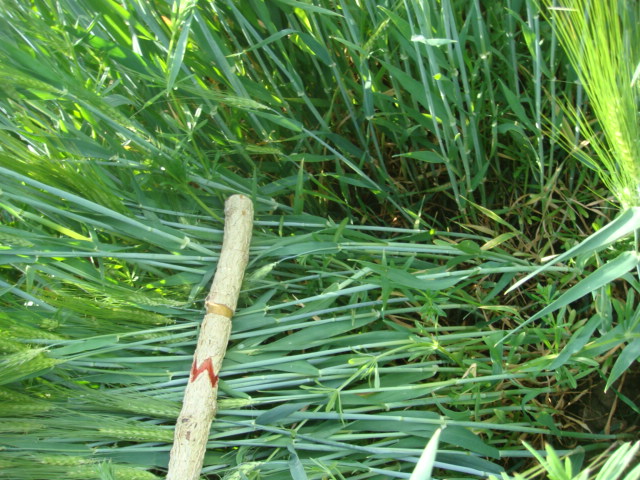 Wintergerste Highlight mit Kletten im Bestand 1.6.2016.JPG