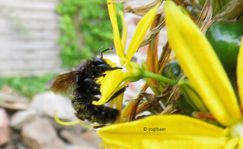 Schwarze Mörtelbiene, Megachile parietina.jpg
