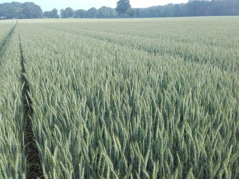 Triticale03.06..jpg